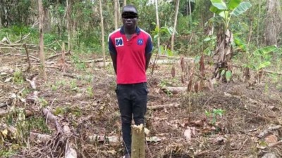 Côte d'Ivoire :  Forêt classée de Cavally, deux clandestins condamnés par le Tribunal de Guiglo à des peines allant de 3 mois à 4ans et à des amendes comprises entre 100000 et 10 millions de FCFA