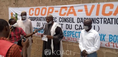 Côte d'Ivoire : Profitant de l'avènement du Coronavirus, le prix bord champ du cajou bradé par des acheteurs