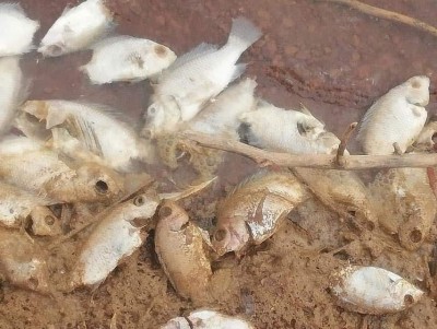 Burkina Faso : Une mortalité élevée de poissons dans un barrage inquiète