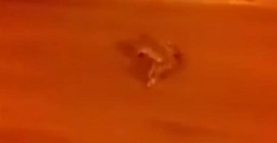 Côte d'Ivoire : À Yamoussoukro, après une pluie, des sauriens quittent le lac pour  la ville