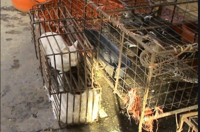 Côte d'Ivoire : Une affaire de chat porté disparu aurait fait plusieurs victimes dans la commune de Port Bouët