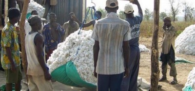 Togo :  Coton, le NSCT cédé à OLAM, des raisons avec Abira Bonfoh