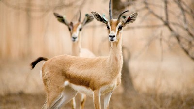 Niger : Une quarantaine de gazelles dorcas massacrées par des braconniers, quatre personnes arrêtées