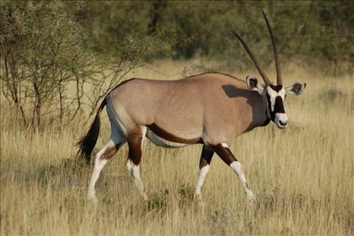 Sénégal : Affaire de la mort des gazelles oryx, le PDS traine le ministre de l'environnement devant la justice