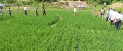 Côte d'Ivoire : Bangolo, un paysan tailladé mortellement dans un champ de riz