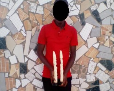 Côte d'Ivoire : Trafic des espèces animales, un ressortissant sénégalais condamné à 12 mois de prison