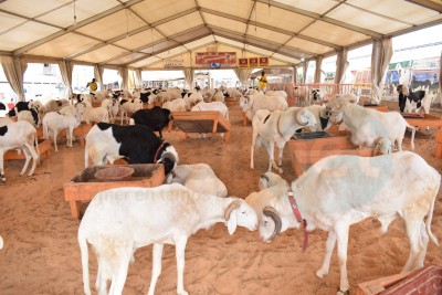 Sénégal : Tabaski, plus 150.000 moutons invendus, le Gouvernement promet des mesures