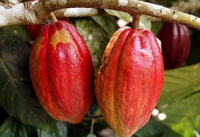 Côte d'Ivoire : Partenariat stratégique, Abidjan et Accra créent une organisation  «Initiative Cacao Côte d'Ivoire-Ghana»