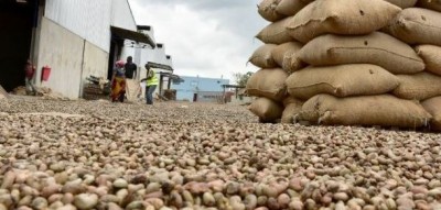 Côte d'Ivoire : Campagne commerciale d'anacarde, les producteurs en possession de 106 600 tonnes de stocks de noix de cajou brutes dans les zones de production
