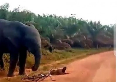 Côte d'Ivoire : Des dispositions prises pour la capture de  l'éléphant au sobriquet d'Hamed qui sème la terreur à Guitry