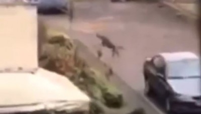 Côte d'Ivoire : Une hyène s'échappe du zoo d'Abidjan, crée la panique dans la ville, rattrapée et ramenée dans sa cage