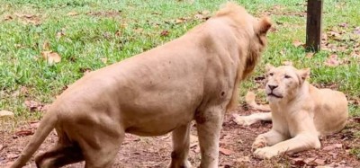 Côte d'Ivoire : Le zoo d'Abidjan fermé à compter de ce mardi jusqu'à nouvel ordre