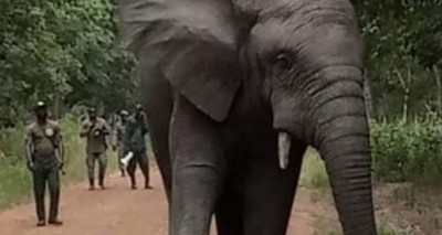 Côte d'Ivoire : Enfin capturé,  l'éléphant  « Hamed »  semeur de   terreur  à Guitry sera transféré à Abidjan