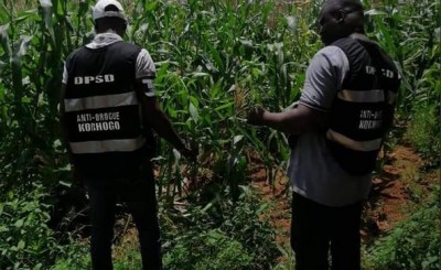 Côte d'Ivoire : Qui a osé planter du cannabis à la prison civile de Korhogo?