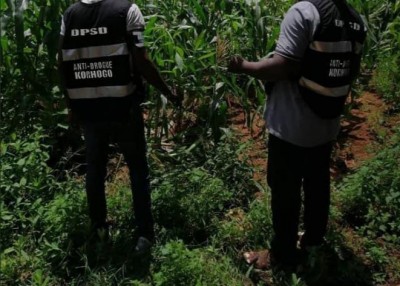 Côte d'Ivoire :    Affaires plants de cannabis découverts dans la prison de Korhogo, le procureur apporte un démenti