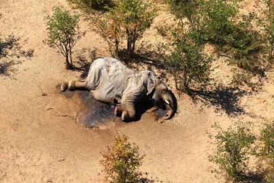 Botswana : Une « bactérie » mise en cause après la mort de 300 éléphants