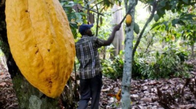 Côte d'Ivoire : Le prix du kilogramme de cacao fixé à 1000 F CFA pour la campagne 2020 - 2021