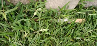 Côte d'Ivoire : À Abobo, un fils taillade mortellement son père et prend la fuite