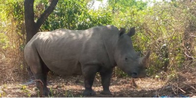 Côte d'Ivoire : Après l'éléphant « Hamed », un Rhinocéros perturberait la quiétude des villageois dans le centre du pays