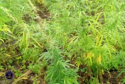 Burkina Faso : Deux champs de cannabis détruits à Po