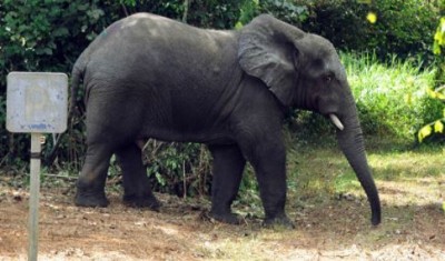 Côte d'Ivoire : Après le rhinocéros, un autre animal surnommé « Plaisir » perturbe la quiétude des populations à Issia