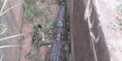 Côte d'Ivoire : Yamoussoukro, un saurien en divagation capturé