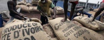 Côte d'Ivoire : Filière café-cacao, un différend opposerait  le Conseil et les multinationales ?