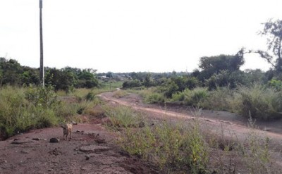 Côte d'Ivoire : À Doropo, un cultivateur ouvre le feu sur des singes et s'aperçoit qu'il a tué un jeune, il est condamné à 5 mois de prison ferme