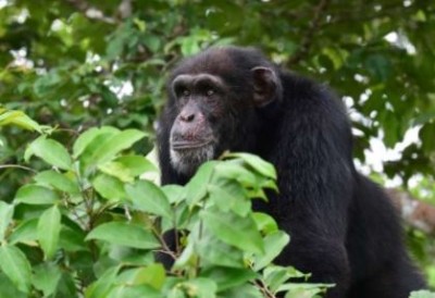 Côte d'Ivoire : Sipilou, une Dame mortellement agressée dans une forêt classée par un Chimpanzé, son bébé épargné par le primate