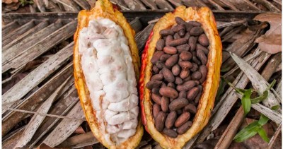 Côte d'Ivoire-Ghana : Achats des fèves de Cacao, deux multinationales changent « temporairement » de fournisseurs, un autre coup dur pour les producteurs