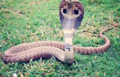 Cameroun : Saisie de 80 serpents (cobras et vipères) vivants à l'aéroport de Douala