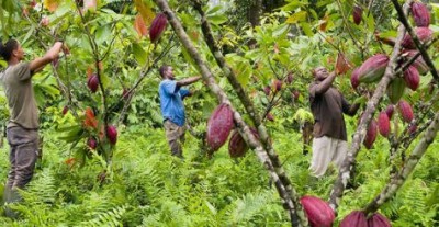 Côte d'Ivoire : « Guerre du Cacao », la pression d'Abidjan fait reculer le chocolatier  américain Hershey