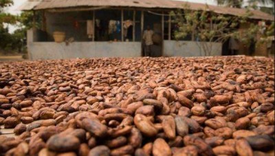 Côte d'Ivoire : « Guerre du Cacao », les dessous de la victoire d'Abidjan et Accra face aux multinationales américaines