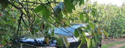 Côte d'Ivoire : Soubré, l'un des plus grands opérateur économique enlevé par des hommes armés, la ville quadrillée pour le retrouver