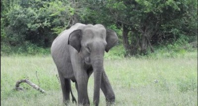 Côte d'Ivoire : Après  « Hamed » capturé à Guitry, un autre éléphant se signalerait à Dabakala, des champs « dévastés » par l'animal