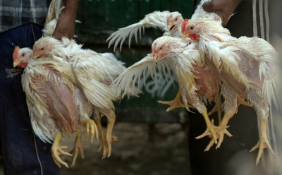 Sénégal : Près de 60.000 volailles ont  été abattu de grippe aviaire