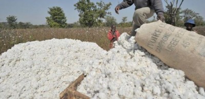 Côte d'Ivoire : Campagne cotonnière 2020-2021, mais où est passée la subvention de l'Etat ? Des producteurs en difficulté