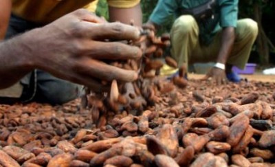 Côte d'Ivoire : Commercialisation du Cacao, le Conseil met en garde contre les acheteurs véreux