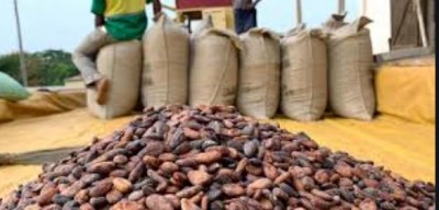 Côte d'Ivoire : « Crise »  du cacao, des Négociants locaux  souhaiteraient que le régulateur  mettre fin au monopole des multinationales pour favoriser la transformation locale