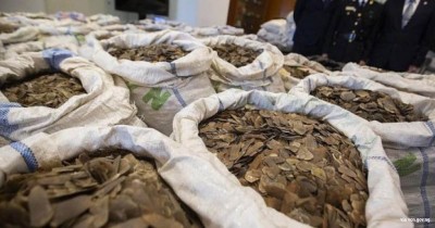 Nigeria : Saisie de 8,8tonnes d'écailles de pangolin et d'ivoire à destination du Vietnam