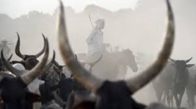 Tchad : 35 morts dans des affrontements entre éleveurs et agriculteurs dans le sud