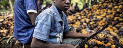 Côte d'Ivoire : Les 7 géants du cacao ivoirien en justice aux USA pour exploitation d'enfants