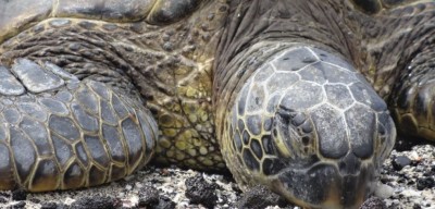 Madagascar : Ils mangent une tortue de mer, 19 morts dont neuf enfants