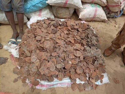Cameroun : Au moins 4 tonnes d'écailles de pangolin saisies au nord du pays