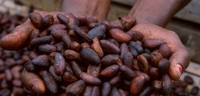 Côte d'Ivoire : Voici les dispositions arrêtées pour la campagne intermédiaire de commercialisation du cacao