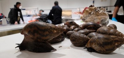 Ghana :  Des escargots en provenance du Ghana saisis dans un aéroport aux USA