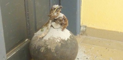 Côte d'Ivoire : Découverte d'un canari maculé de sang d'oiseau, les enseignants  exigent un désenvoutement des religieux avant la reprise des cours