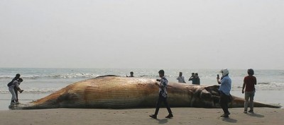 Namibie : Percuté par un navire, une baleine bleue, espèce rare, s'échoue sur une plage