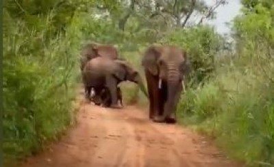 Côte d'Ivoire : Retour d'éléphants dans la forêt de Yalo, les populations averties sur les risques du braconnage
