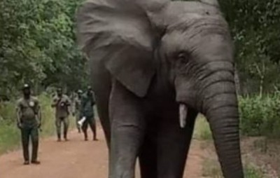 Côte d'Ivoire : L'éléphant « Hamed » continue de mettre à mal la quiétude des populations, fermeture de la voie reliant deux  villages où l'animal est présent fréquemment